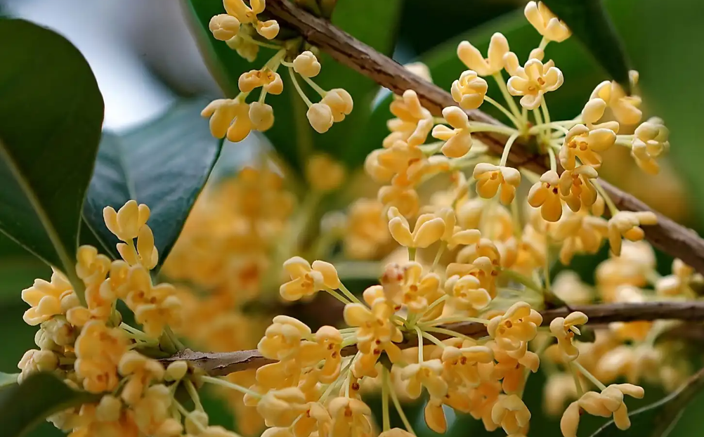 桂花盛开的日子